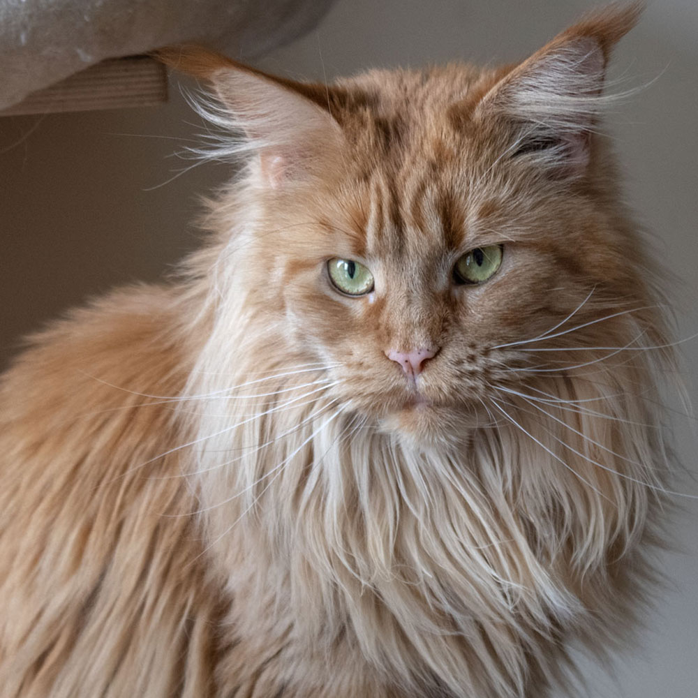 The Females - Golden Ratio Maine Coon